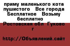 приму маленького кота пушистого - Все города Бесплатное » Возьму бесплатно   . Ростовская обл.,Гуково г.